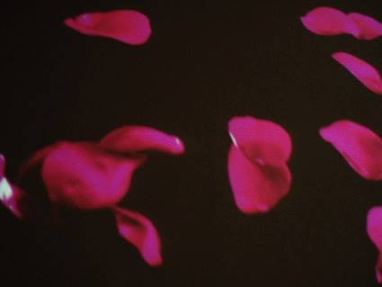 aleksandra-vasovic-rose-petals-art-installation